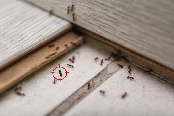 Pest Prevention Services in Mack, OH